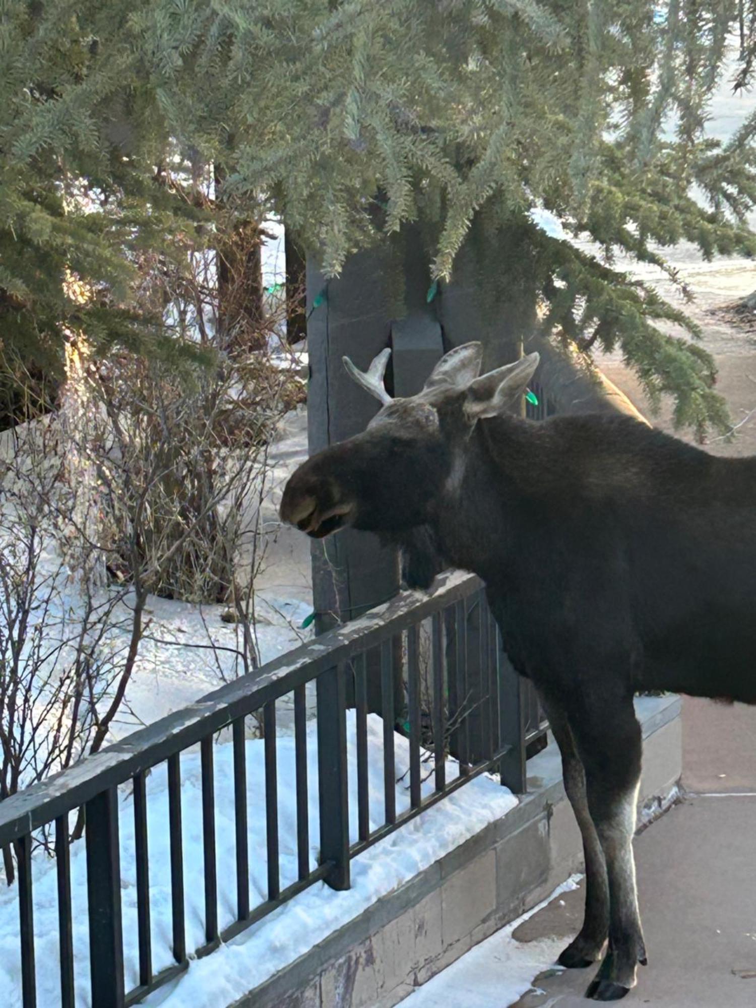 Antlers Gulch 303 By Summitcove Lodging Keystone Eksteriør billede